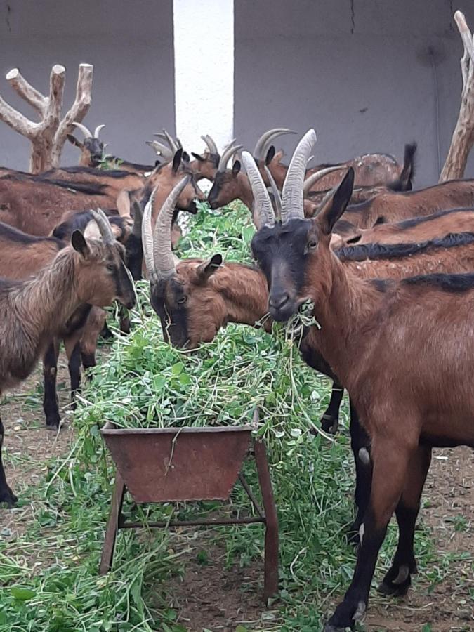 Jnane Tihihit Bed & Breakfast Lalla Takerkoust Bagian luar foto