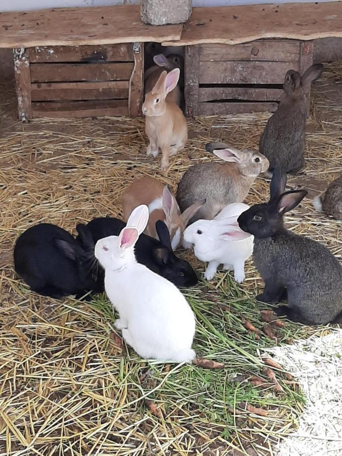 Jnane Tihihit Bed & Breakfast Lalla Takerkoust Bagian luar foto