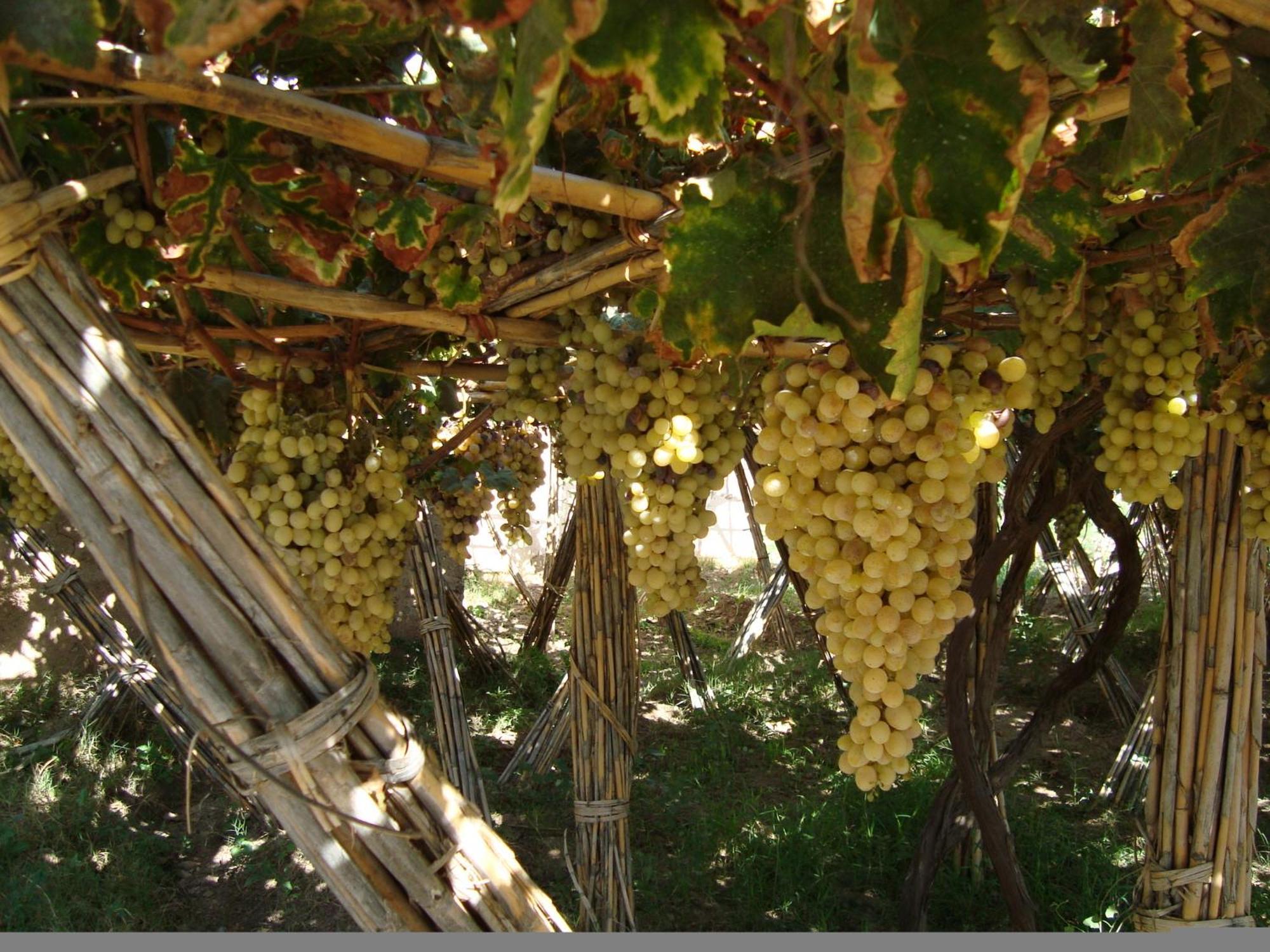Jnane Tihihit Bed & Breakfast Lalla Takerkoust Bagian luar foto